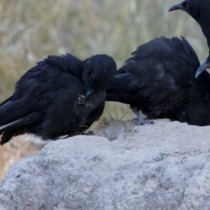 Corcorax melanorhamphos at Forde, ACT - 10 Jan 2023