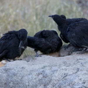 Corcorax melanorhamphos at Forde, ACT - 10 Jan 2023