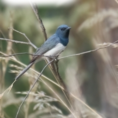 Myiagra rubecula (Leaden Flycatcher) at Molonglo Valley, ACT - 14 Jan 2023 by MichaelJF