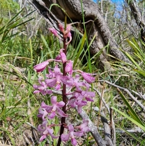 Dipodium roseum at Berlang, NSW - 14 Jan 2023