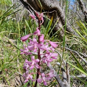 Dipodium roseum at Berlang, NSW - 14 Jan 2023