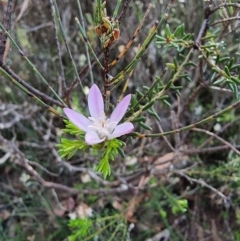 Philotheca salsolifolia subsp. salsolifolia (Philotheca) at Krawarree, NSW - 14 Jan 2023 by Csteele4