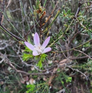 Philotheca salsolifolia subsp. salsolifolia at Krawarree, NSW - suppressed