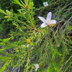 Philotheca salsolifolia subsp. salsolifolia at Krawarree, NSW - 14 Jan 2023