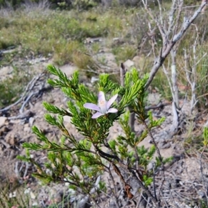 Philotheca salsolifolia subsp. salsolifolia at Krawarree, NSW - suppressed