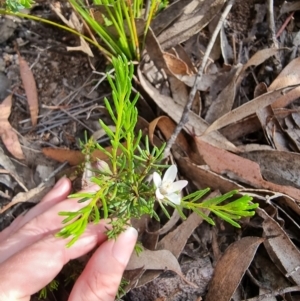 Philotheca salsolifolia subsp. salsolifolia at Krawarree, NSW - suppressed