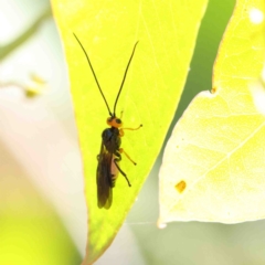 Braconidae (family) at O'Connor, ACT - 9 Jan 2023