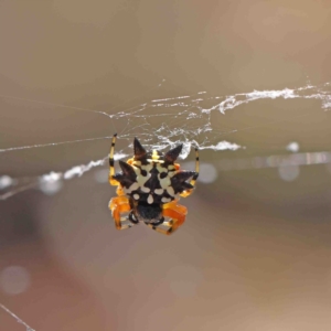 Austracantha minax at O'Connor, ACT - 9 Jan 2023