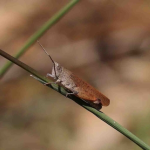 Goniaea opomaloides at O'Connor, ACT - 9 Jan 2023 02:45 PM