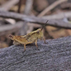 Phaulacridium vittatum (Wingless Grasshopper) at O'Connor, ACT - 9 Jan 2023 by ConBoekel