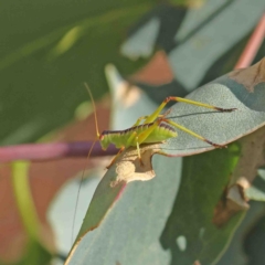 Torbia viridissima (Gum Leaf Katydid) at O'Connor, ACT - 9 Jan 2023 by ConBoekel