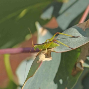 Torbia viridissima at O'Connor, ACT - 9 Jan 2023