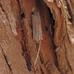 Clania ignobilis (Faggot Case Moth) at O'Connor, ACT - 9 Jan 2023 by ConBoekel