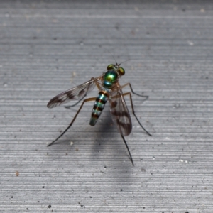 Austrosciapus connexus at Downer, ACT - 15 Jan 2023