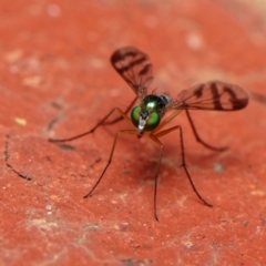 Austrosciapus connexus at Downer, ACT - 15 Jan 2023 10:23 AM