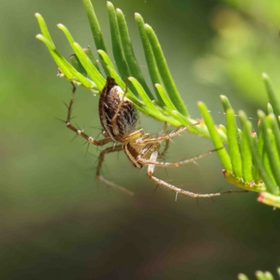 Oxyopes sp. (genus) (Lynx spider) at O'Connor, ACT - 9 Jan 2023 by ConBoekel