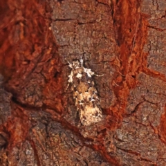 Ardozyga sodalisella (A Gelechioid moth) at O'Connor, ACT - 9 Jan 2023 by ConBoekel