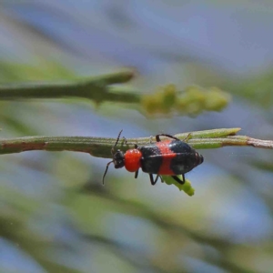 Dicranolaius bellulus at O'Connor, ACT - 9 Jan 2023 01:57 PM