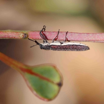 Rhinotia sp. (genus) (Unidentified Rhinotia weevil) at O'Connor, ACT - 9 Jan 2023 by ConBoekel