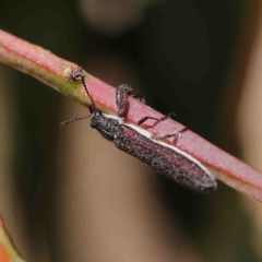 Rhinotia sp. (genus) at O'Connor, ACT - 9 Jan 2023