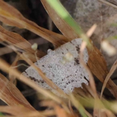 Taxeotis intextata (Looper Moth, Grey Taxeotis) at O'Connor, ACT - 9 Jan 2023 by ConBoekel