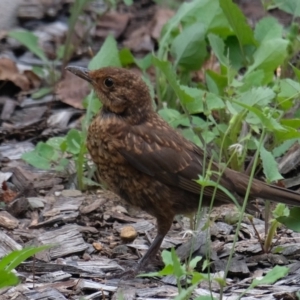 Turdus merula at Bruce, ACT - 15 Jan 2023