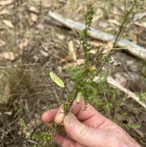 Bossiaea buxifolia at Cook, ACT - 15 Jan 2023