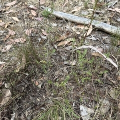 Bossiaea buxifolia at Cook, ACT - 15 Jan 2023 11:17 AM