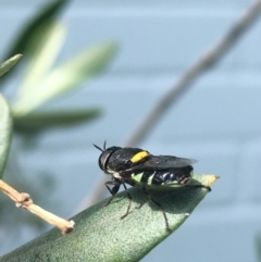 Odontomyia hunteri (Soldier fly) at Weetangera, ACT - 15 Jan 2023 by SarahE