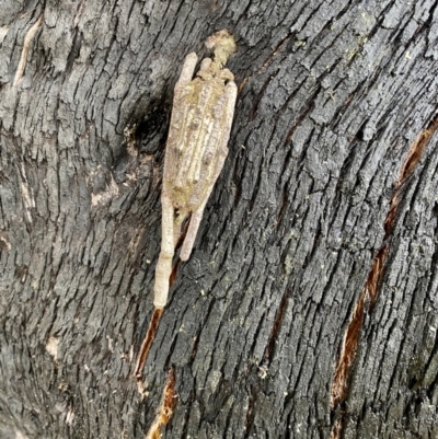 Clania ignobilis (Faggot Case Moth) at Bundanoon, NSW - 7 Jan 2023 by GlossyGal