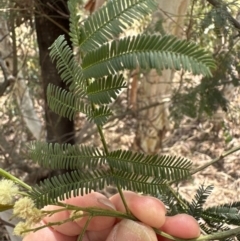 Acacia parramattensis (Parramatta Green Wattle) at Aranda, ACT - 15 Jan 2023 by lbradley