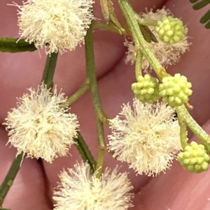 Acacia parramattensis at Aranda, ACT - 15 Jan 2023