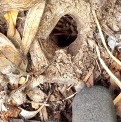 Lycosidae (family) (Unidentified wolf spider) at O'Connor, ACT - 14 Jan 2023 by BarbPreston