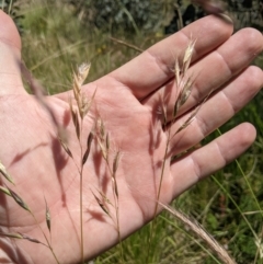 Rytidosperma laeve (Bare-backed Wallaby Grass) at Namadgi National Park - 14 Jan 2023 by MattM