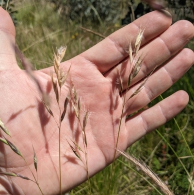 Rytidosperma laeve (Bare-backed Wallaby Grass) at Namadgi National Park - 14 Jan 2023 by MattM