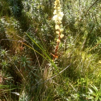 Richea continentis (Candle Heath) at Jacobs River, NSW - 13 Jan 2023 by mahargiani