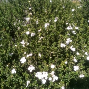 Prostanthera cuneata at Jacobs River, NSW - 14 Jan 2023