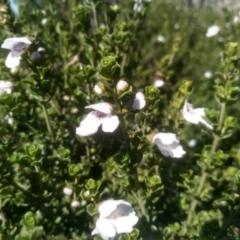 Prostanthera cuneata at Jacobs River, NSW - 14 Jan 2023