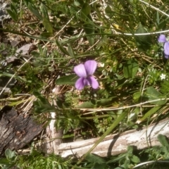 Viola betonicifolia (Mountain Violet) at Jacobs River, NSW - 14 Jan 2023 by mahargiani