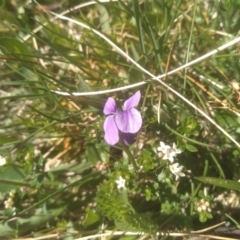 Viola betonicifolia at Jacobs River, NSW - 14 Jan 2023 10:56 AM