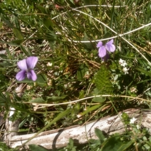 Viola betonicifolia at Jacobs River, NSW - 14 Jan 2023 10:56 AM