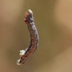 Chlenias (genus) (A looper moth) at Cook, ACT - 13 Jan 2023 by Tammy