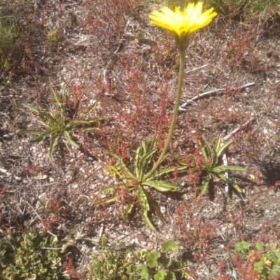 Microseris lanceolata (Yam Daisy) at Kosciuszko, NSW - 14 Jan 2023 by mahargiani