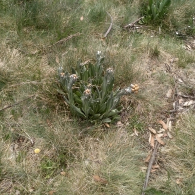 Podolepis laciniata at Kosciuszko National Park, NSW - 14 Jan 2023 by mahargiani