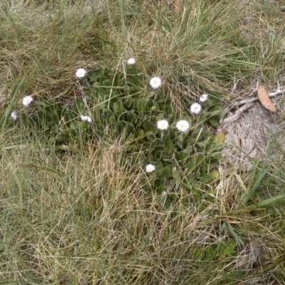 Pappochroma nitidum (Sticky Fleabane) at Kosciuszko National Park, NSW - 14 Jan 2023 by mahargiani