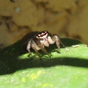 Maratus griseus at Kaleen, ACT - 14 Jan 2023