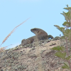 Egernia cunninghami (Cunningham's Skink) at Rendezvous Creek, ACT - 15 Jan 2023 by Angus44