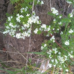 Asperula pusilla at Kosciuszko National Park, NSW - 14 Jan 2023