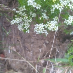 Asperula pusilla at Kosciuszko National Park, NSW - 14 Jan 2023 01:12 PM