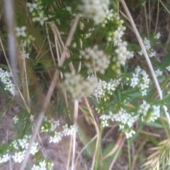 Asperula pusilla at Kosciuszko National Park, NSW - 14 Jan 2023